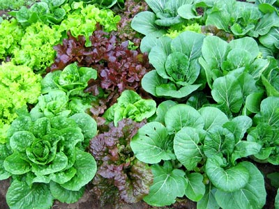 lettuce-bed-400